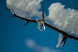 Lodowe drzewa_003_