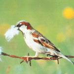 Sparrow